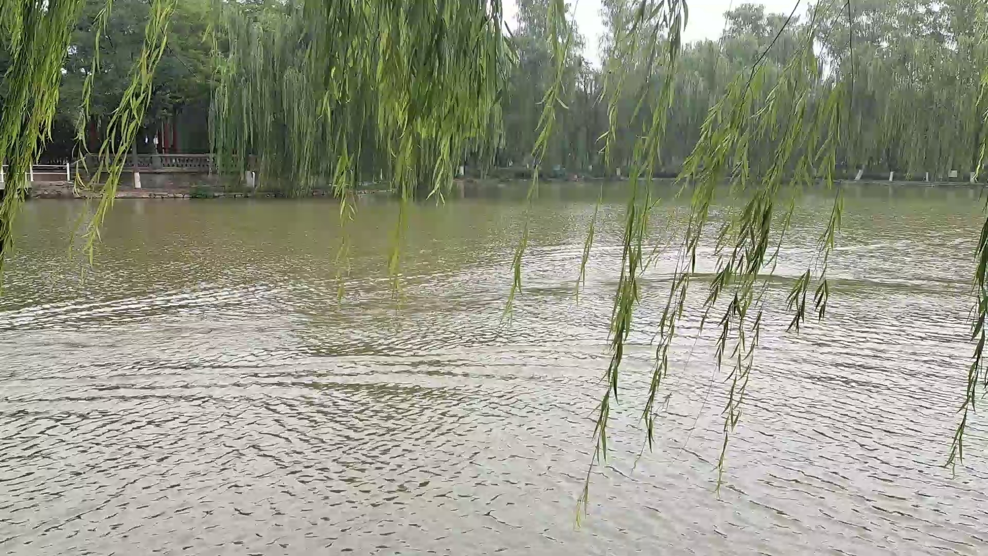 [图]风吹杨柳，波光粼粼