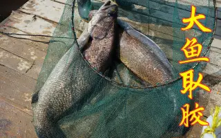 多胶鱼 搜索结果 哔哩哔哩 Bilibili