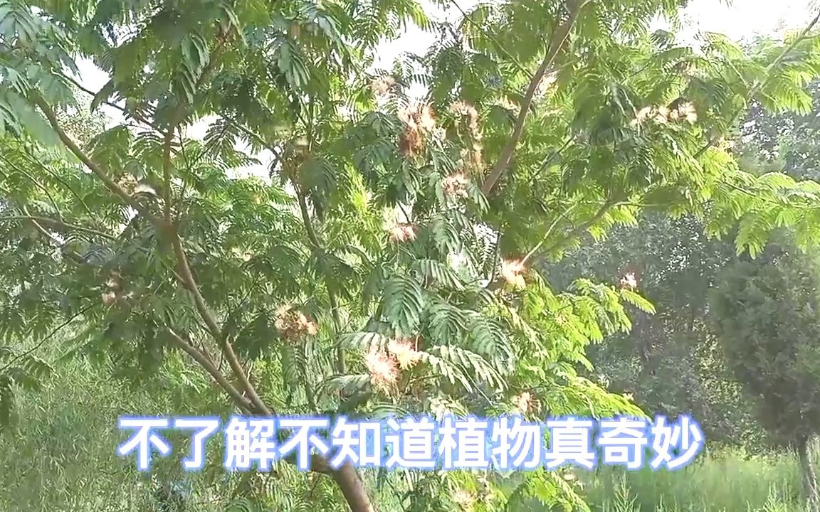 “合欢树”又名“绒花树”,花朵树皮均有药用价值,失眠人群看哔哩哔哩bilibili