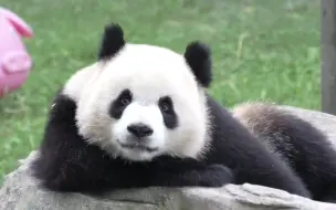 Descargar video: 爱姐：慵懒恬静的小可爱渝文静🐼