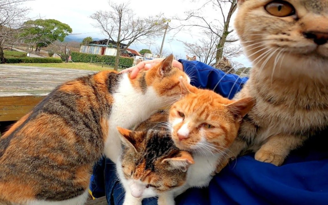 想跪下的流浪猫-感动猫动画-感动猫动画-哔哩哔哩视频