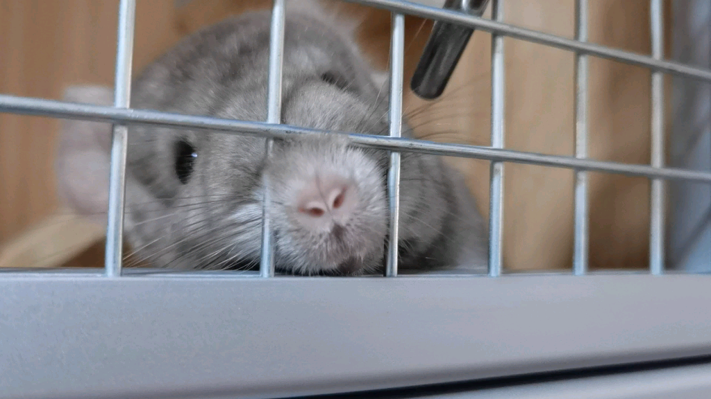 浅咖龙猫～涂涂～嘻嘻嘻嘻～第一次养!真的好紧张啊!