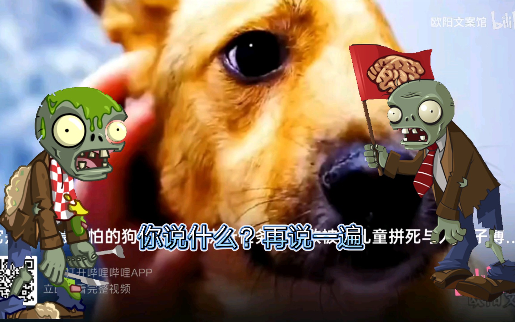 警犬闪电是最丑的?吐槽营销号哔哩哔哩bilibili