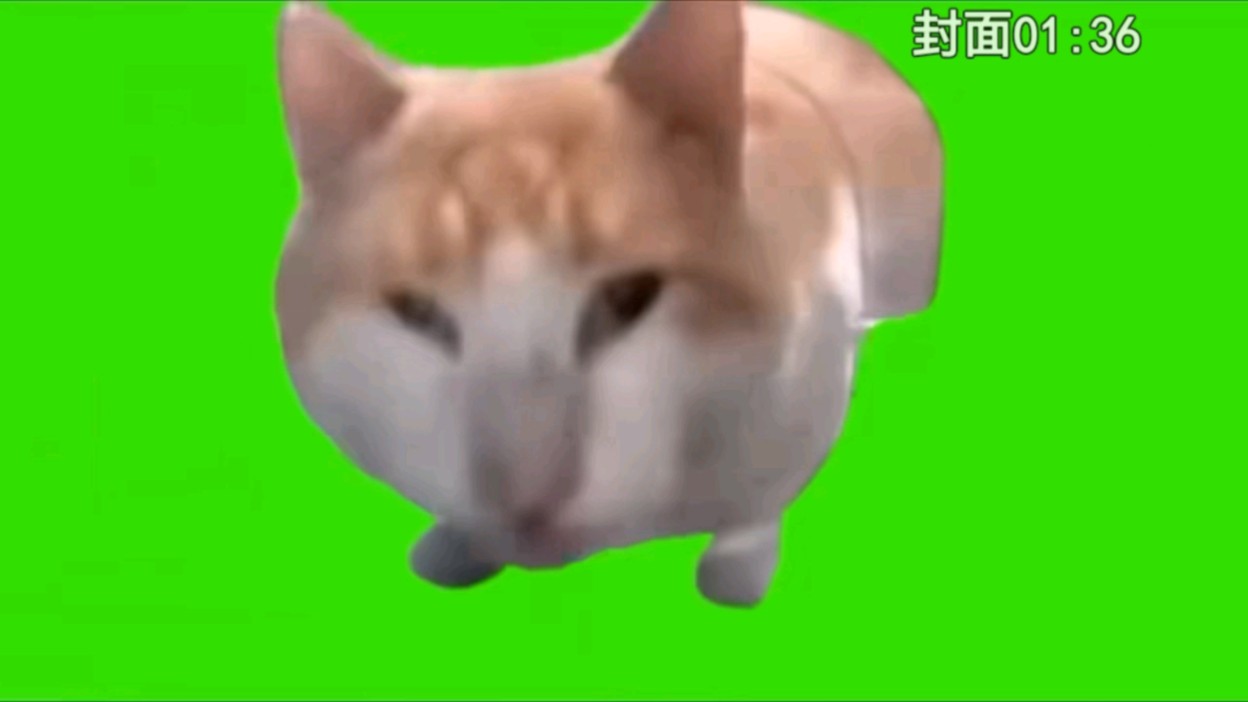 [图]猫meme素材库。