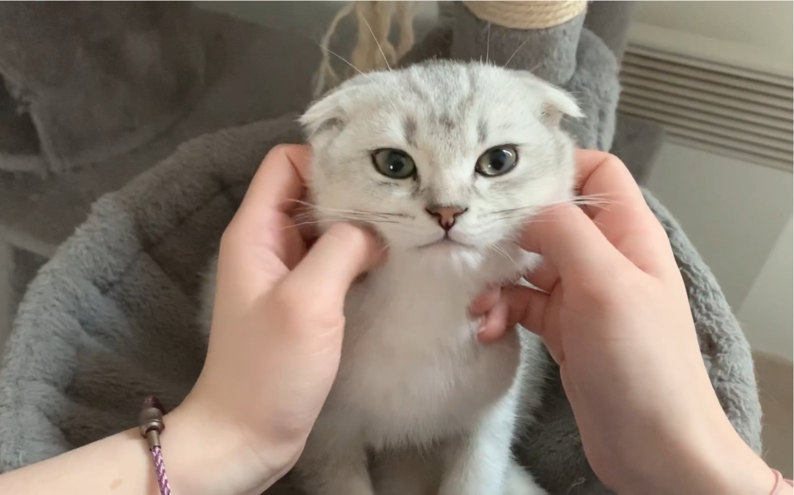 捏小猫咪脸是一种什么体验?