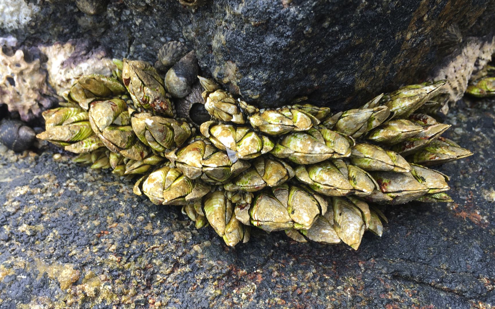 闲牛石头下面发现一大窝又大又肥的佛手螺,慢慢拔起来,太过瘾了_哔哩