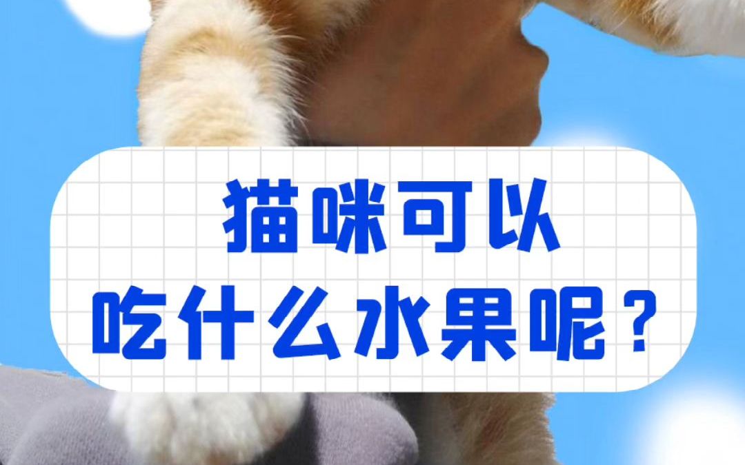 猫咪可以吃什么水果呢?哔哩哔哩bilibili