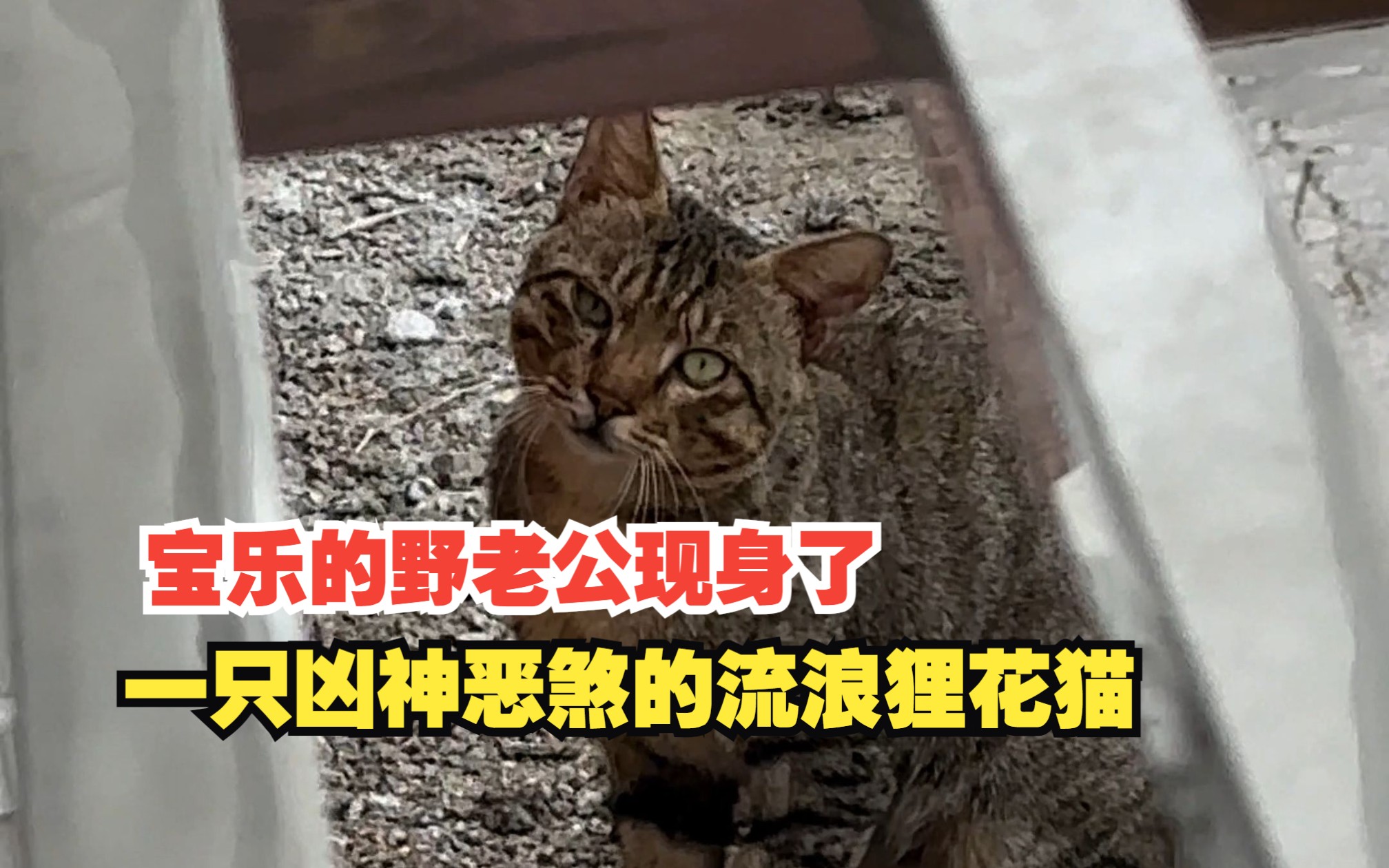 宝乐的流浪猫老公突然现身!还拐走了铁蛋哔哩哔哩bilibili