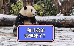 Télécharger la video: 花叶小剧场：和叶弟弟变妹妹了？