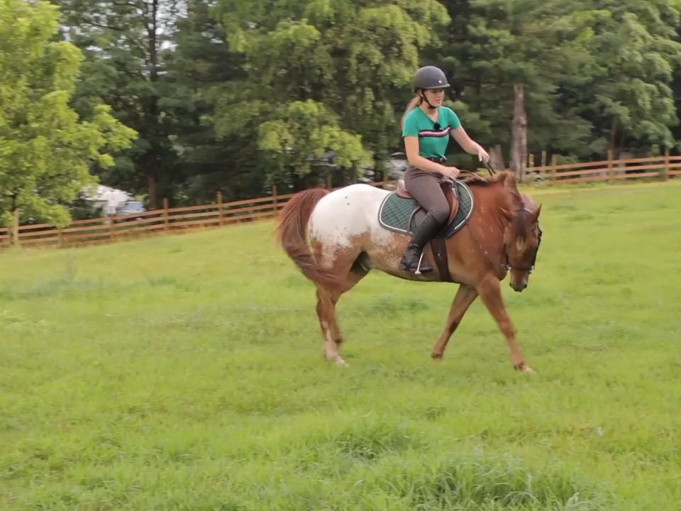 基本上就是...如何面对一匹疯马...Bucking, Rearing, & Bolting Horse What To Do哔哩哔哩bilibili