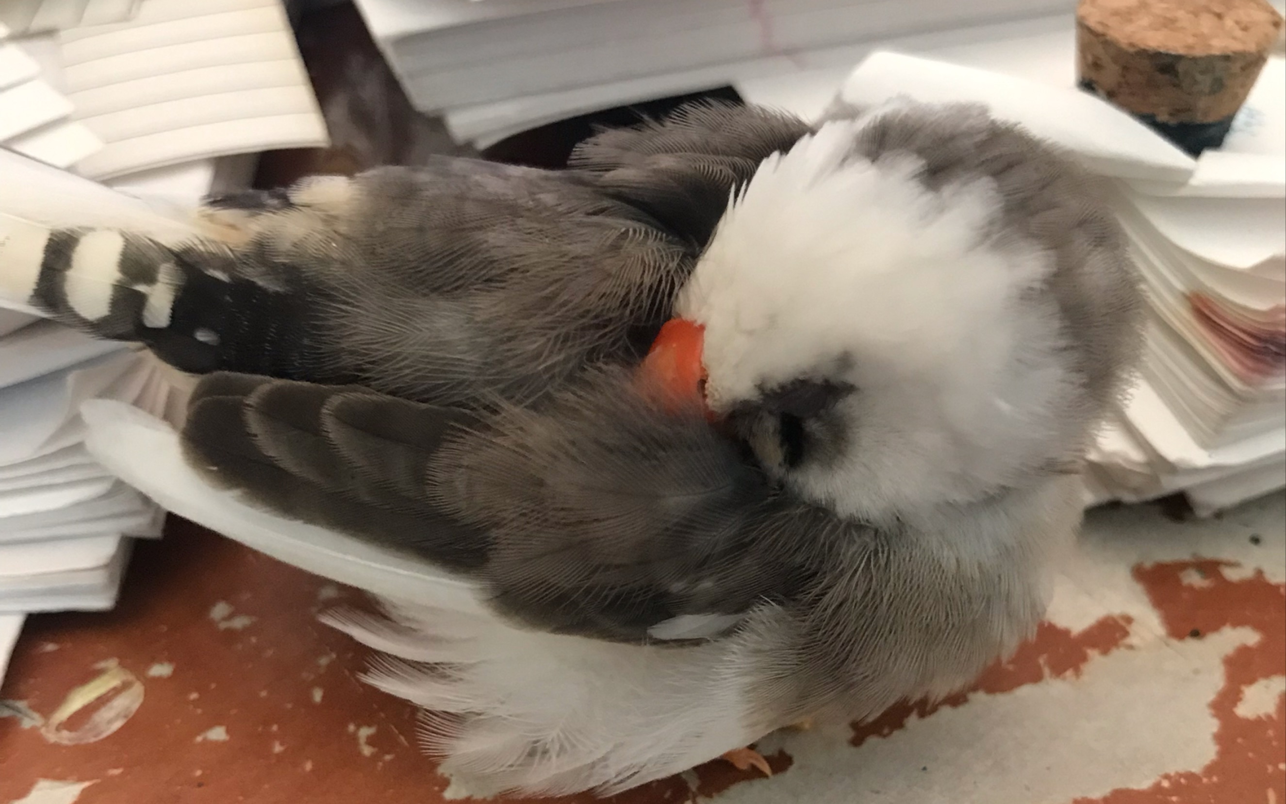 珍珠鸟第18天有关幼鸟的简单科普