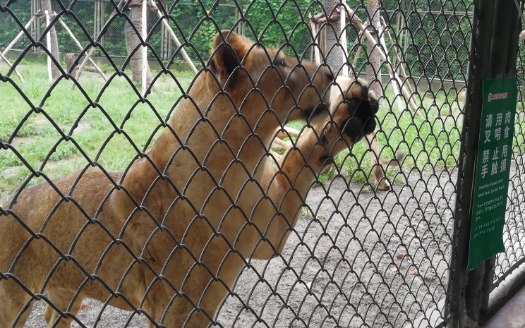 【上海野生动物园】百兽山表演李浩宇微博直播游玩上海野生动物园