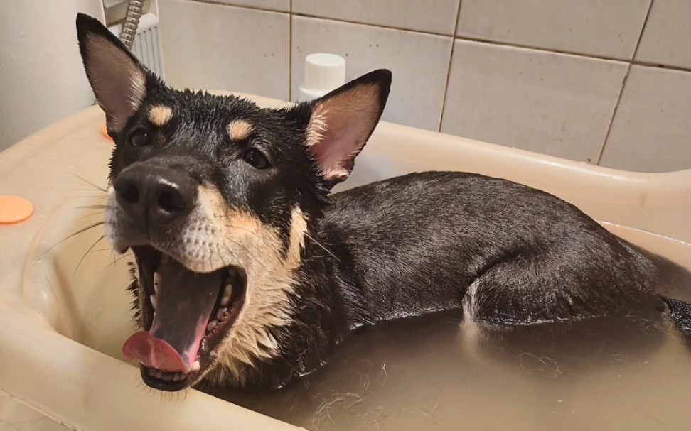 鬼迷日眼的修狗