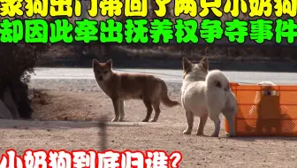 家狗出门带回两只小奶狗，没想到流浪狗却找上门，小奶狗该归谁？