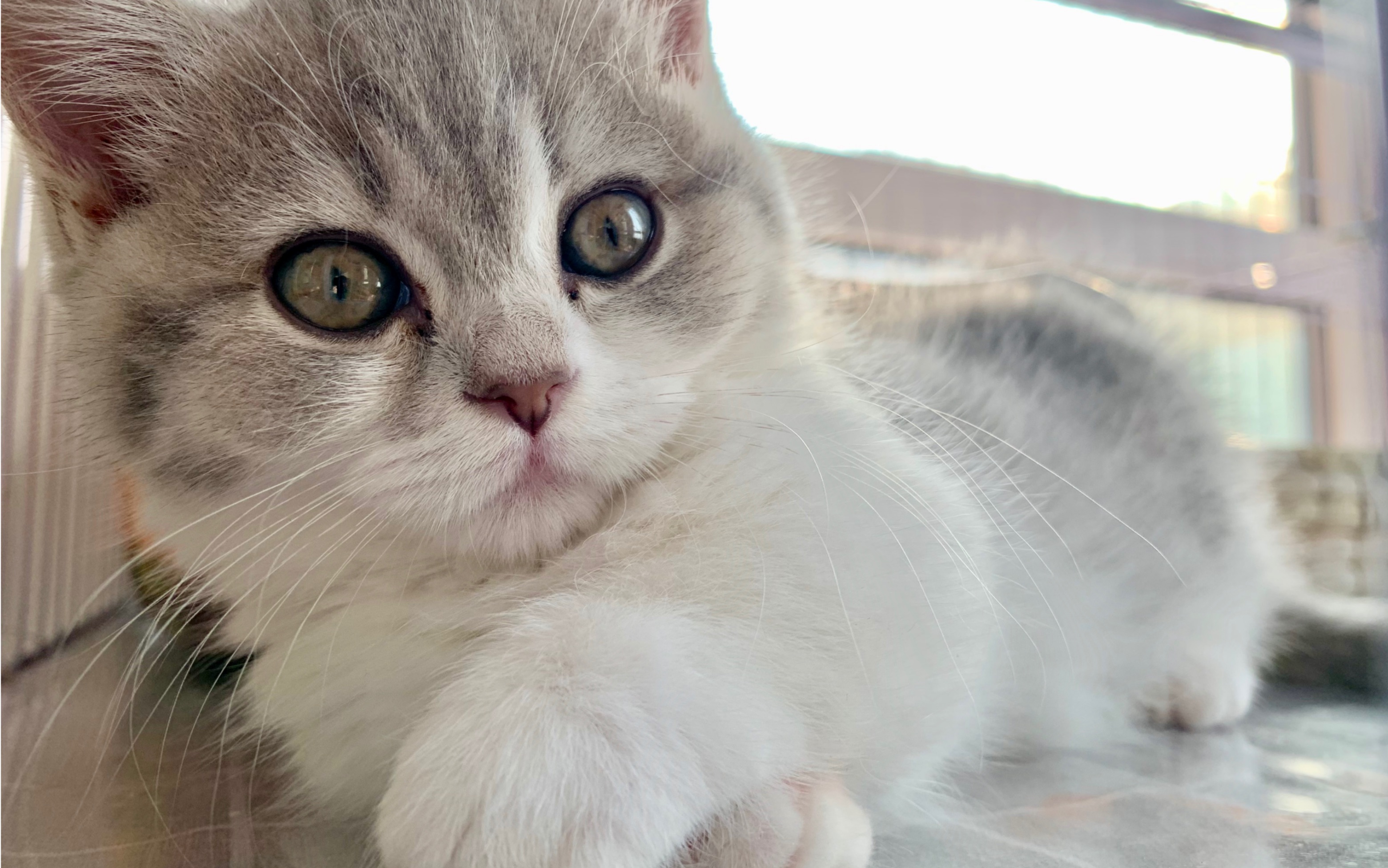 【66家的猫】分享稀有色的银灰英短矮脚 被广东小姐姐抱回家啦