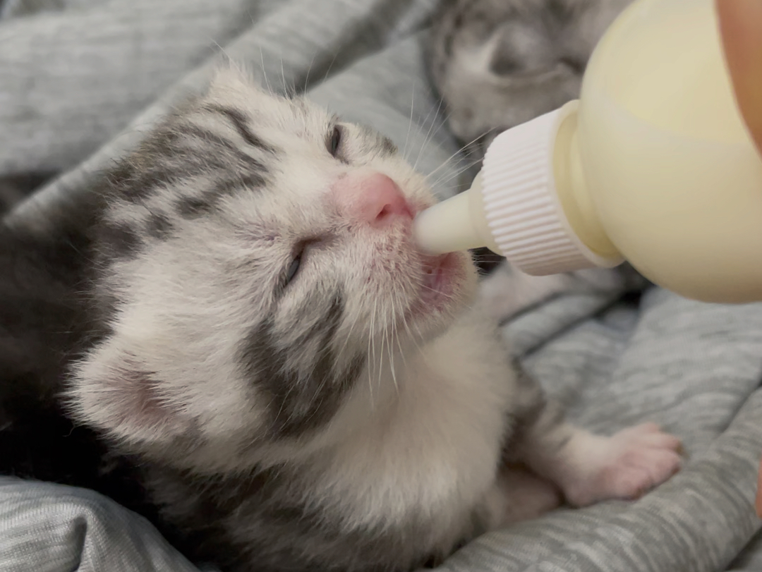 13天小奶猫喝奶喝醉啦!