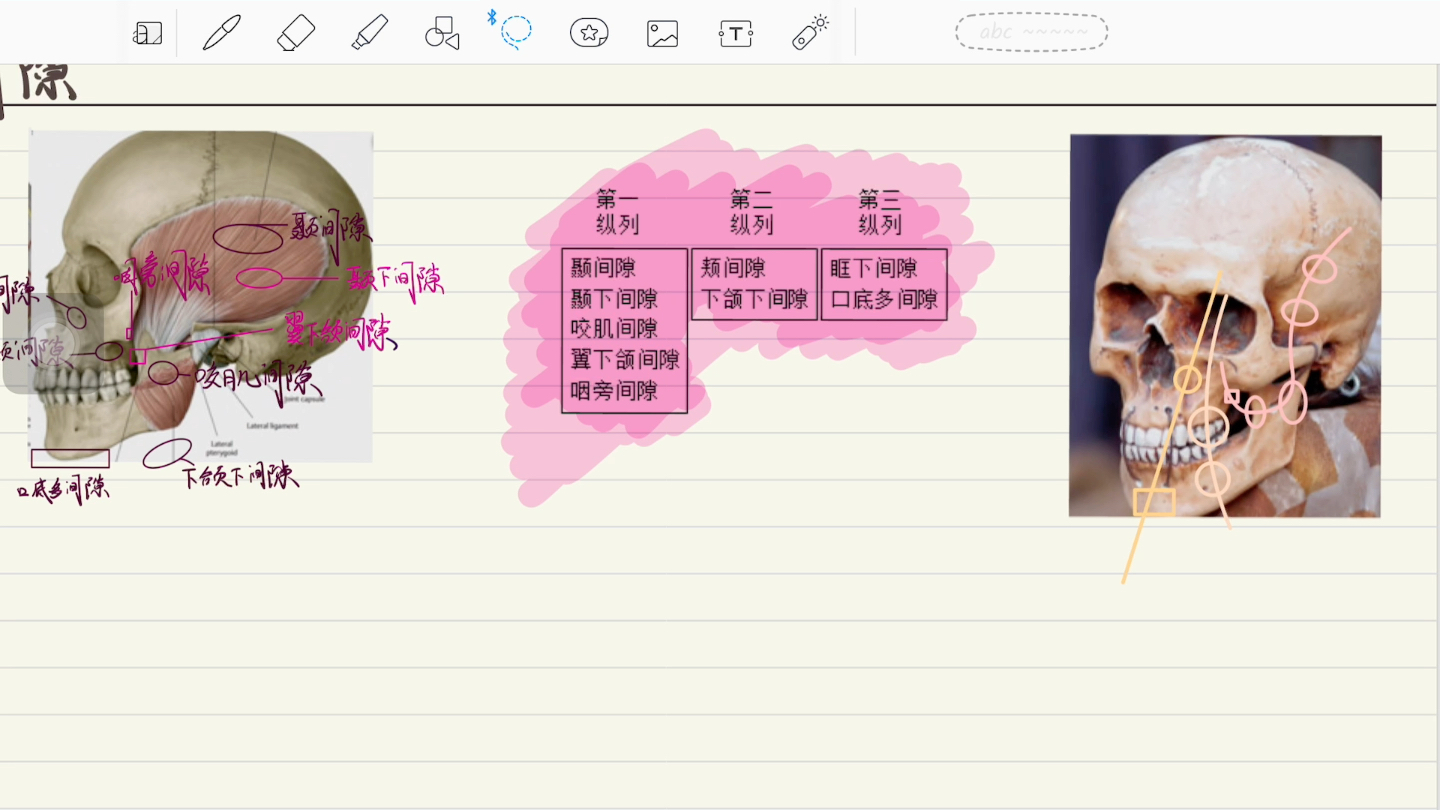 口腔颌面外科脉络手绘(自制版)—间隙2哔哩哔哩bilibili