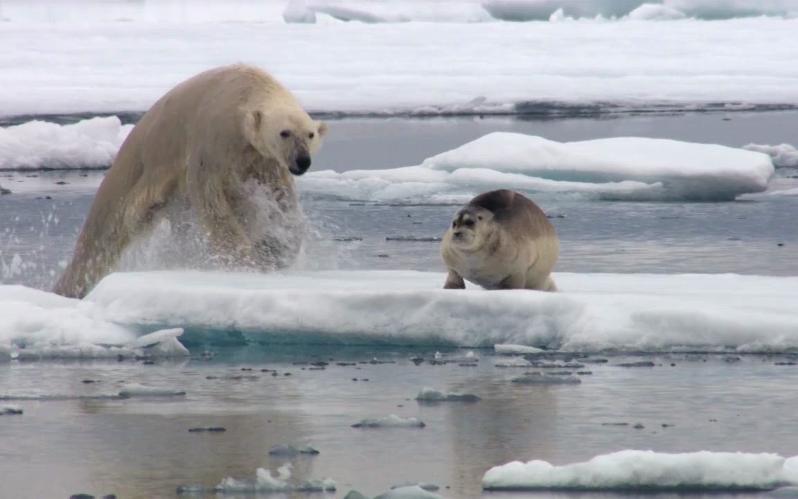 北极熊捕食海豹,饿的皮包骨,终于抓到了!