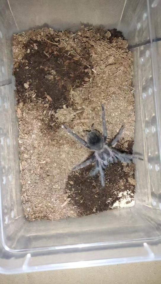 所罗门捕鸟蛛(小幼体)_哔哩哔哩_bilibili