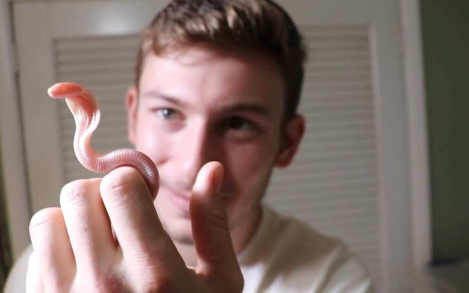 超可爱的眼镜蛇宝宝