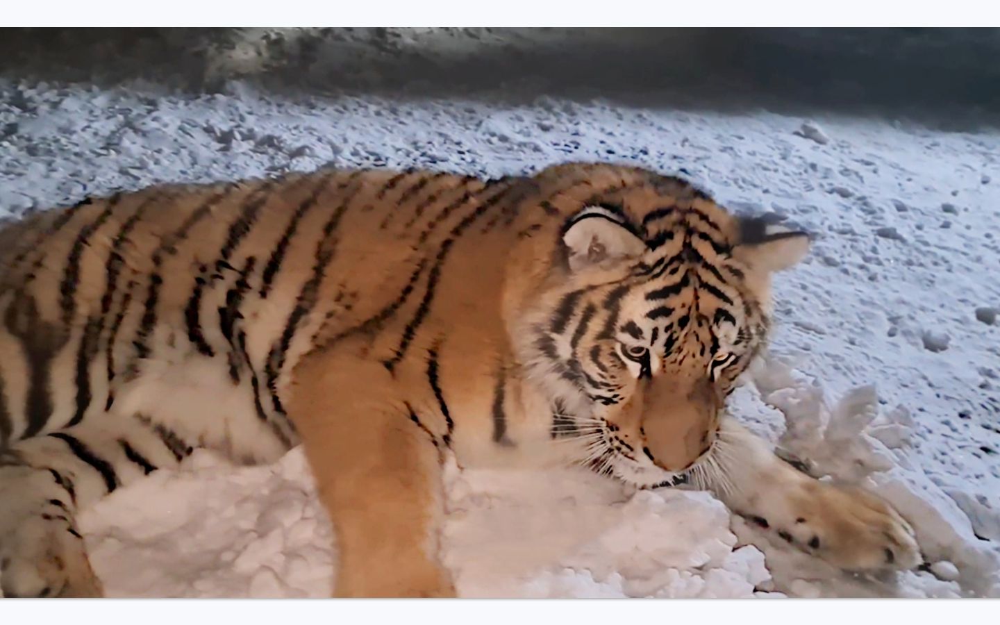 下大雪,老虎一腳摔進了雪堆裡