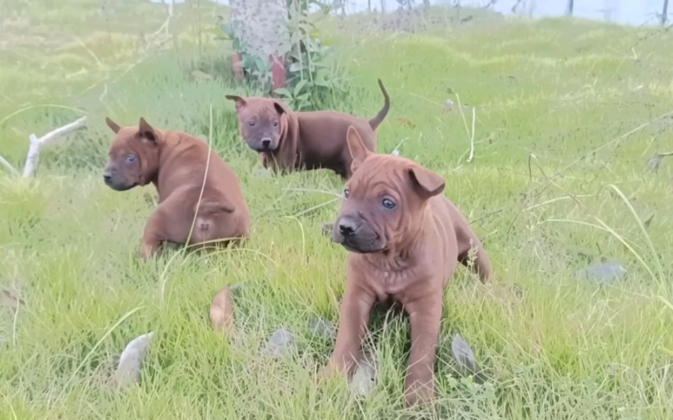 一窝现在才四十天的川东猎犬小狗崽,等主人在喂十天才去捉.