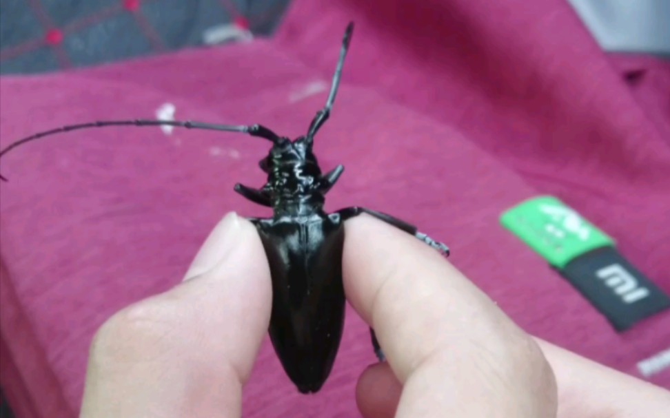 见者有福,喜获黑星天牛一只