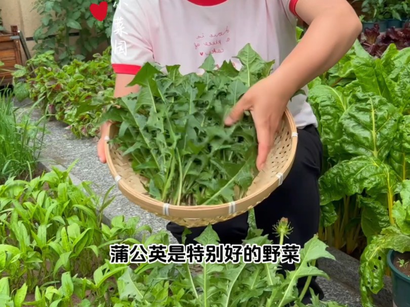 蒲公英是特别好的野菜,种一次采收好多年哔哩哔哩bilibili