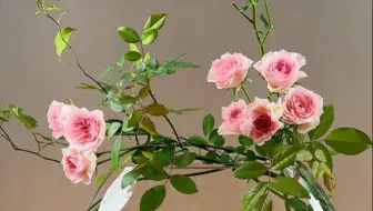 朵朵精神叶叶柔，蔷薇花中式插花瓶中固定技巧。