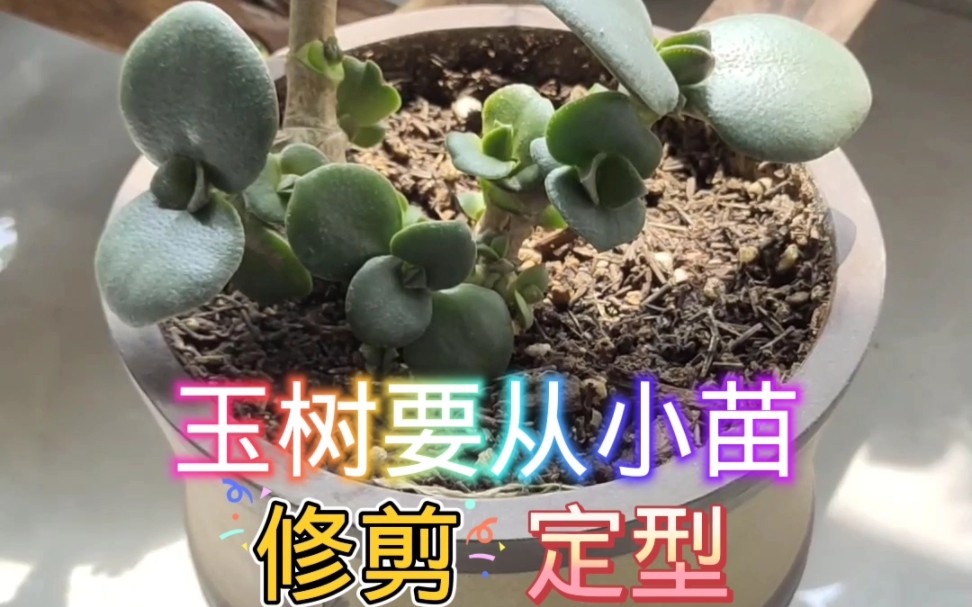 玉树要从小苗修剪定型