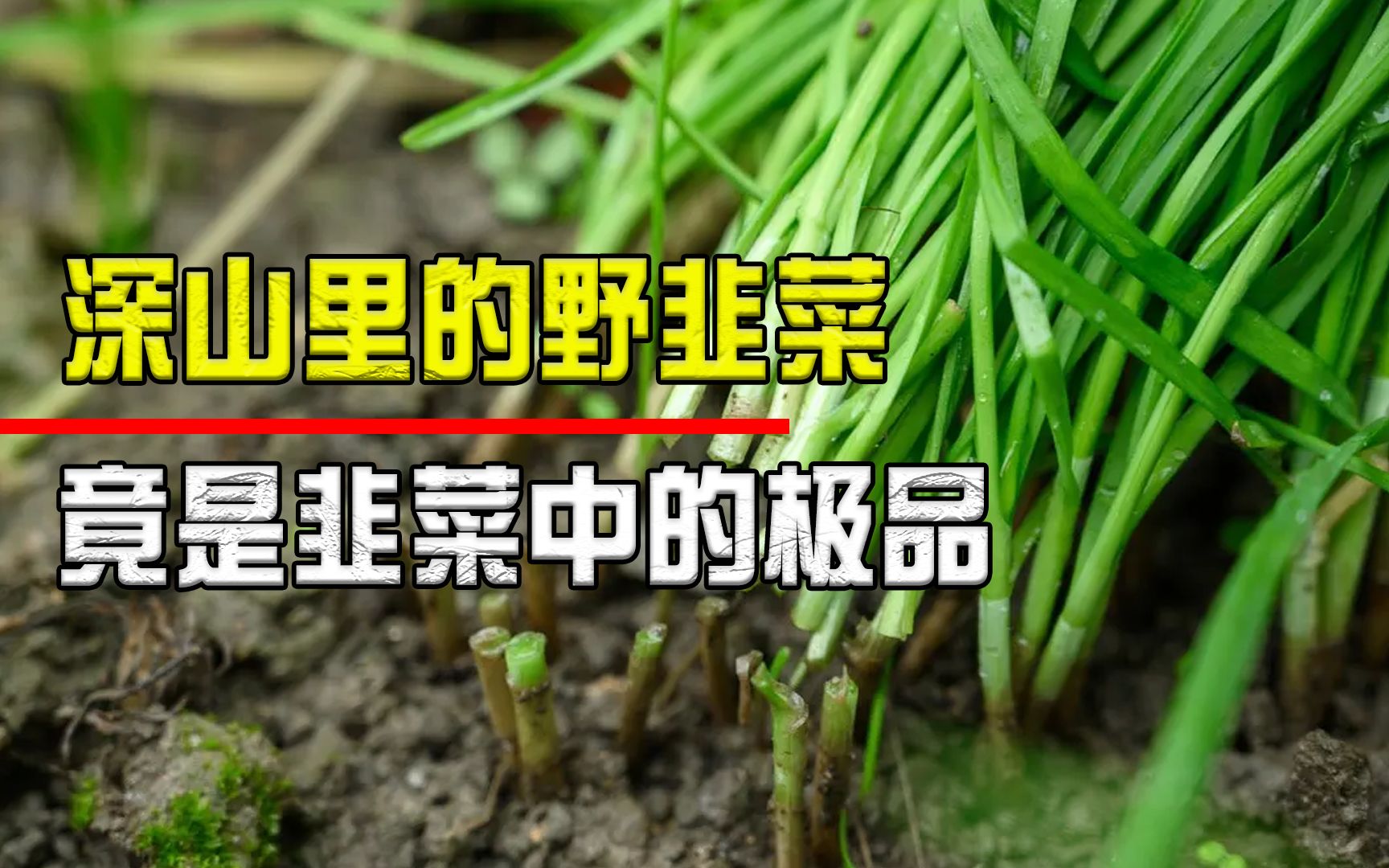 [图]“山韭”竟然不能挖根？生长在深山里的野韭菜，有何特别之处？