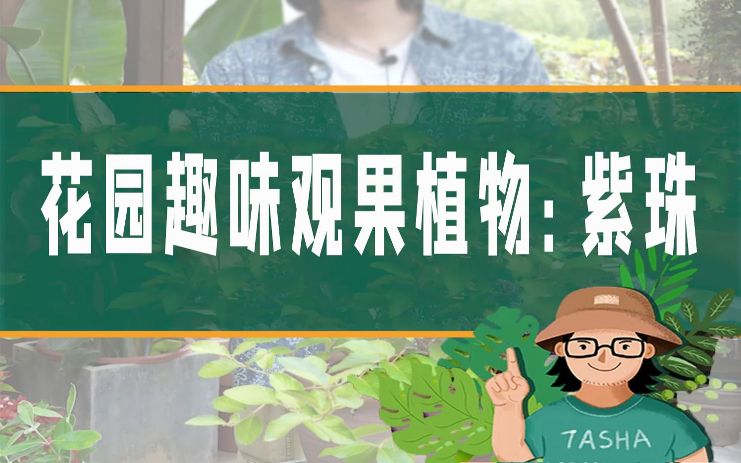 紫珠,这么好看的小众植物!你喜欢吗~哔哩哔哩bilibili