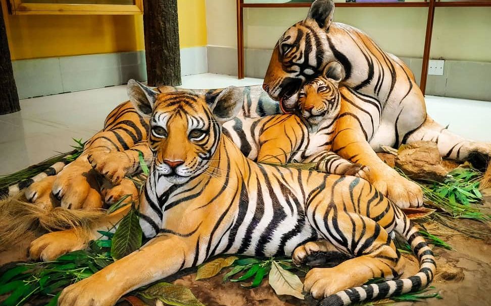 实拍老虎幼崽诞生的过程小老虎就这样倒着来到新世界