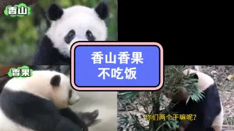 Tải video: 小剧场：香山香果不吃饭