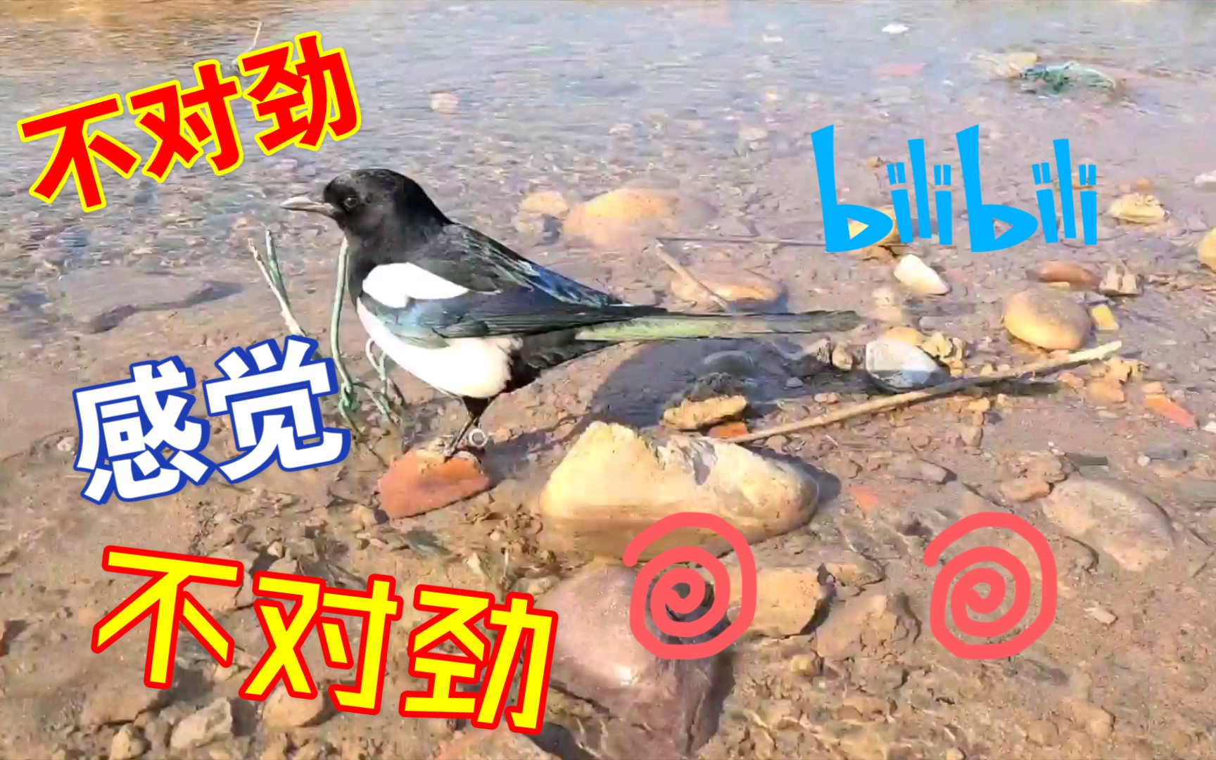 【喜鹊】再次带它来河边玩哔哩哔哩bilibili