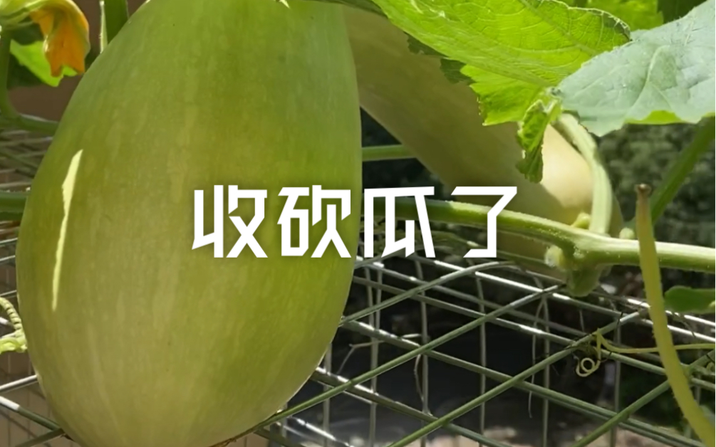 [图]《闹市种菜》收砍瓜了