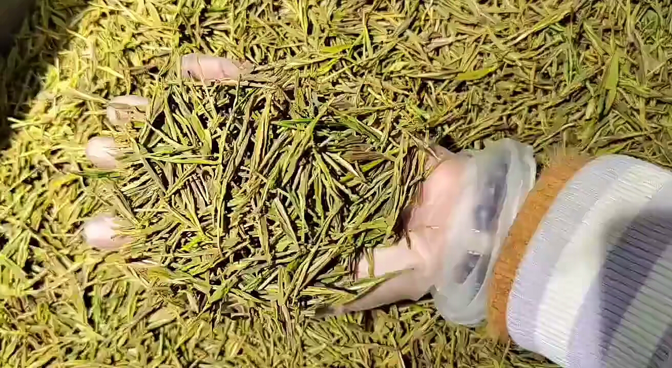 黄金芽茶叶五盒装价格