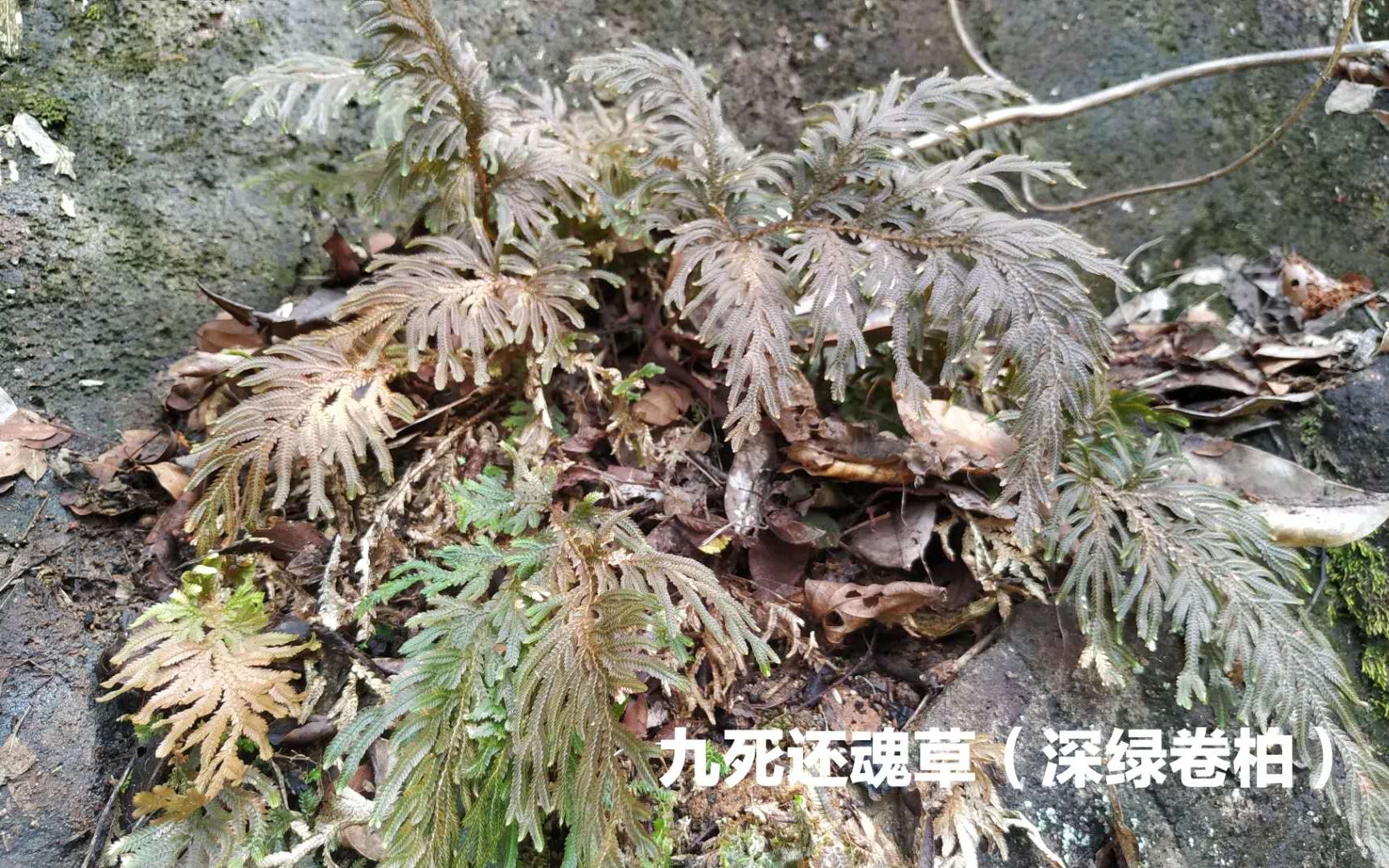 九死還魂草深綠卷柏遇水重生9次都不會死做觀賞植物最佳