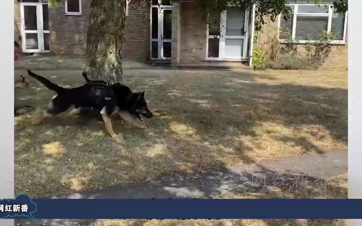 警犬闪电半张脸照片图片