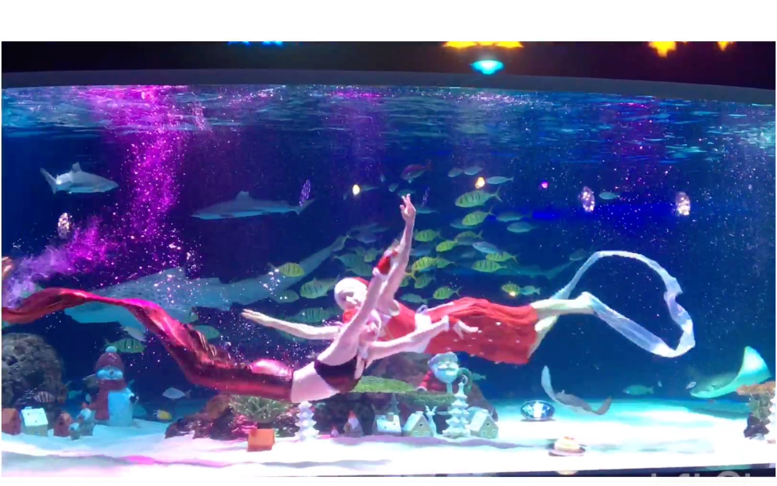 [韩国vlog] 63大厦水族馆 人鱼表演 大海龟 韩国留学生的日常_哔哩