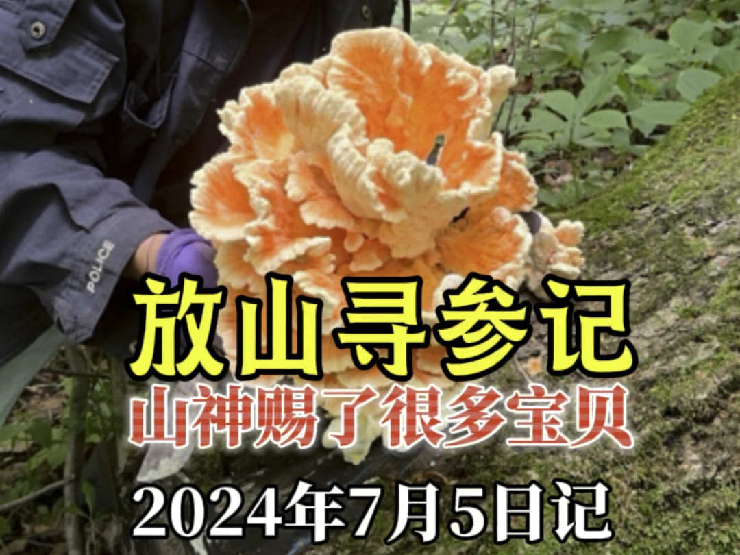 放山寻人参日记 山神赏了很多宝贝 山参蘑菇都给了#放山人 #2024新农人计划 #采药人 #深山老林走起来 #抖音新农人哔哩哔哩bilibili