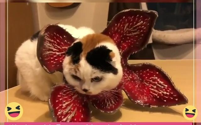 猫主子的「最恐怖」食人花cosplay!