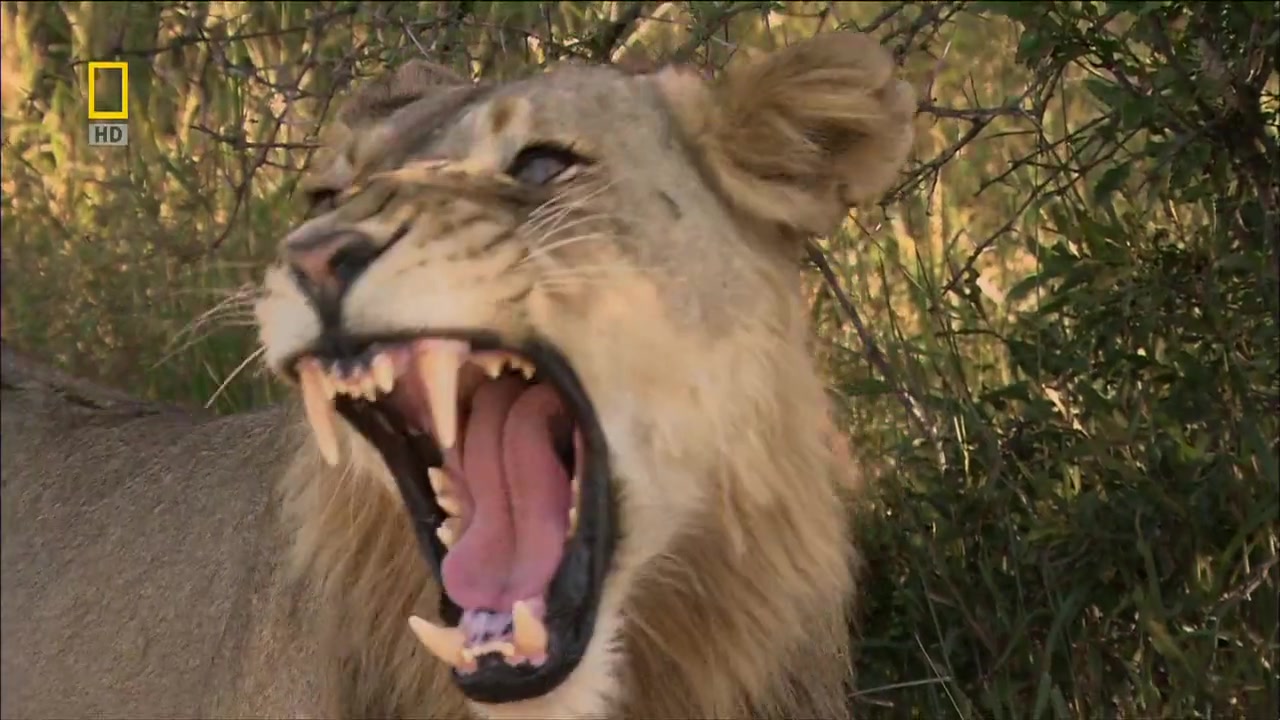 [图]【国家地理.不守规矩的狮子】National.Geographic.Lions.Behaving.Badly高清中字