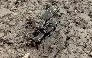 Download Video: 星斑虎甲  Cicindela kaleea Bates交配、繁殖