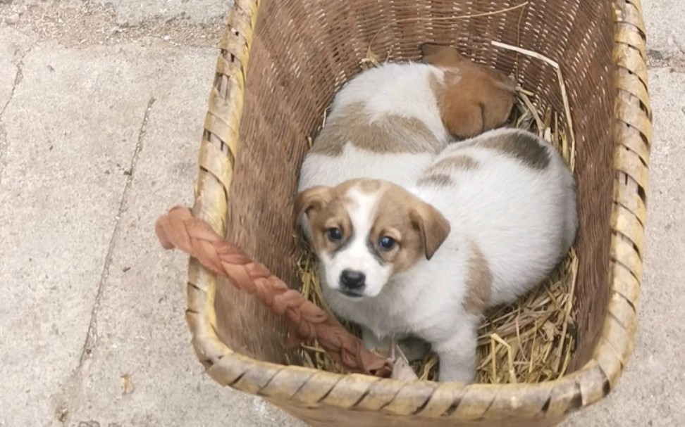 乡镇赶集的土狗狗崽