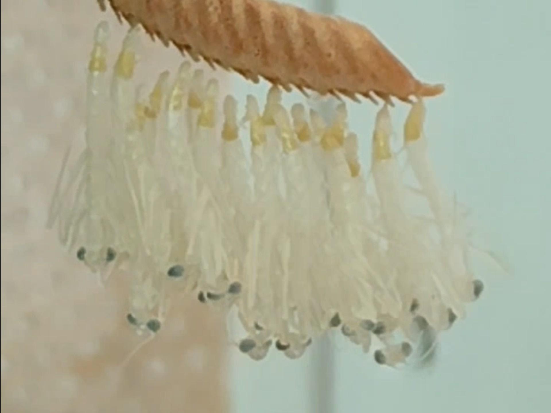 螳螂宝宝出壳记录