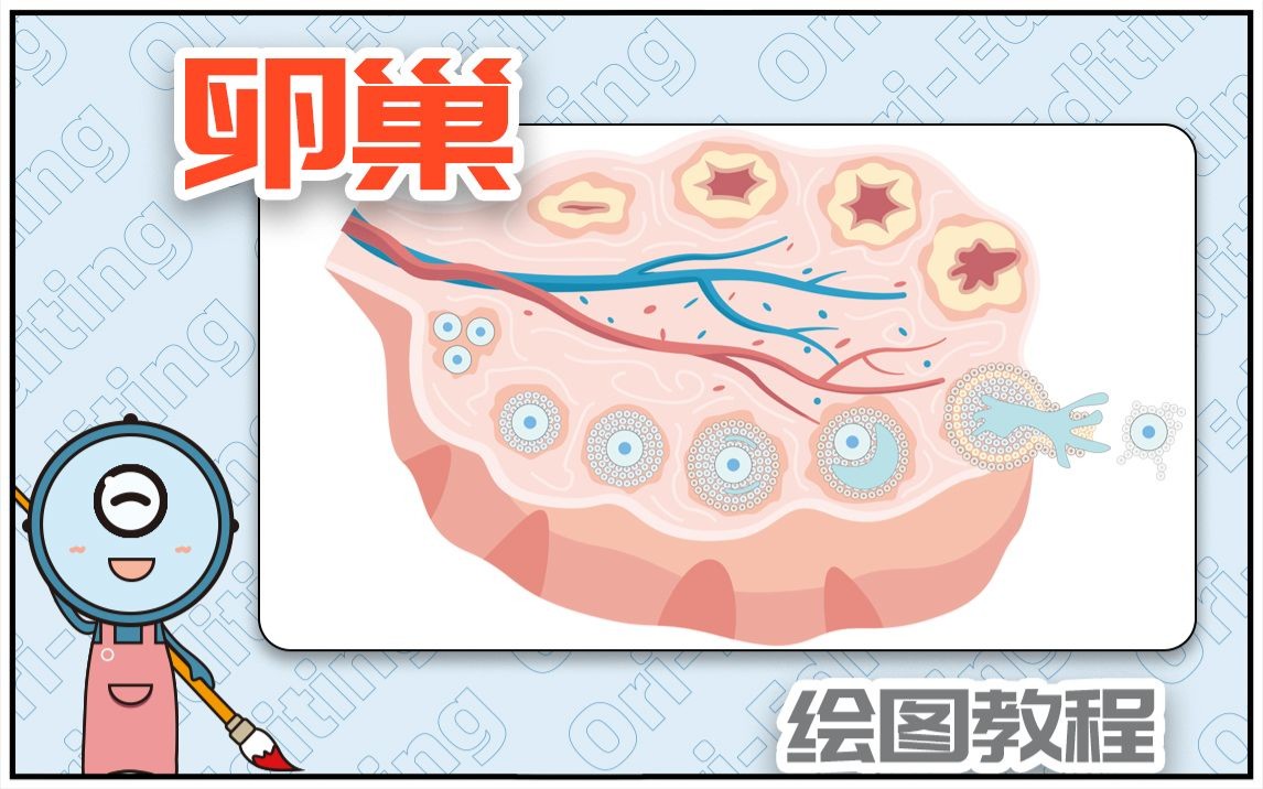 【科研元素绘制】手把手教你绘制科研图片中需要用到的卵巢哔哩哔哩bilibili