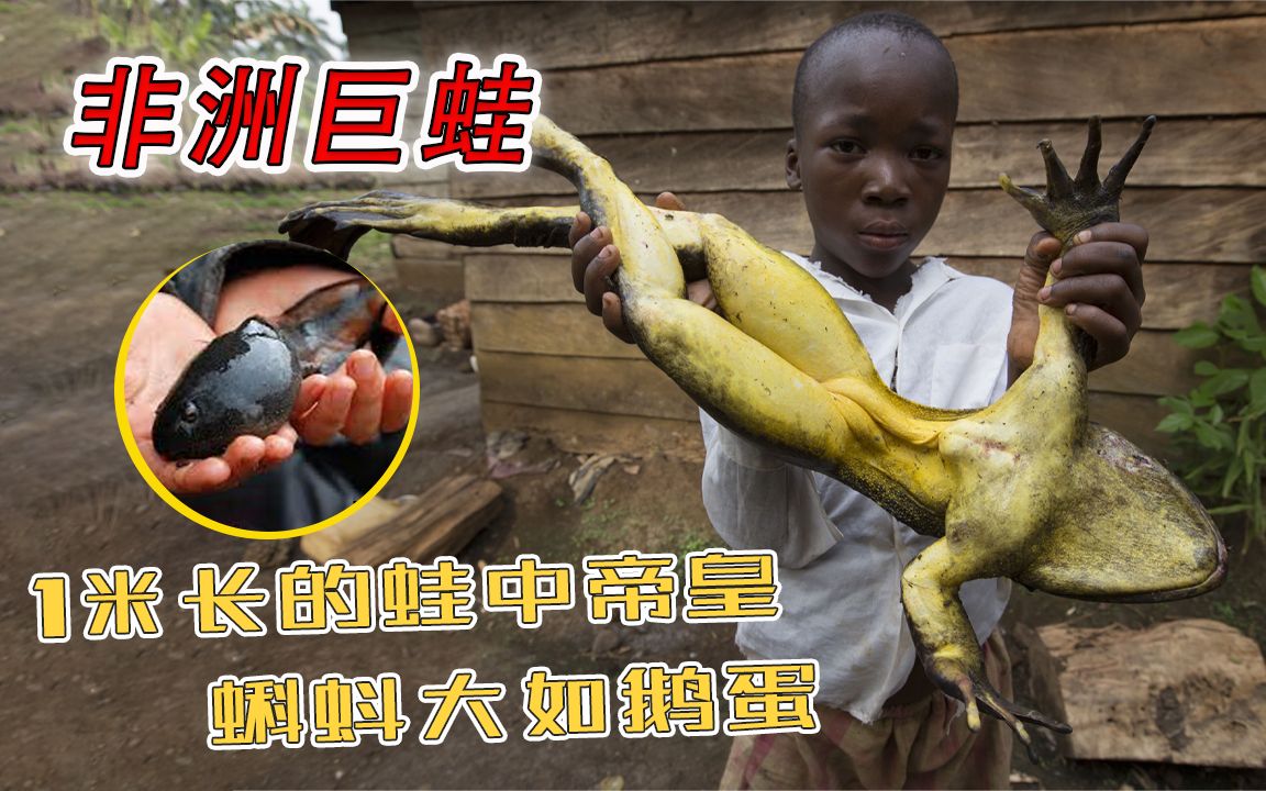 身长一米的非洲蛙王一度被吃到差点灭绝它到底有多惨