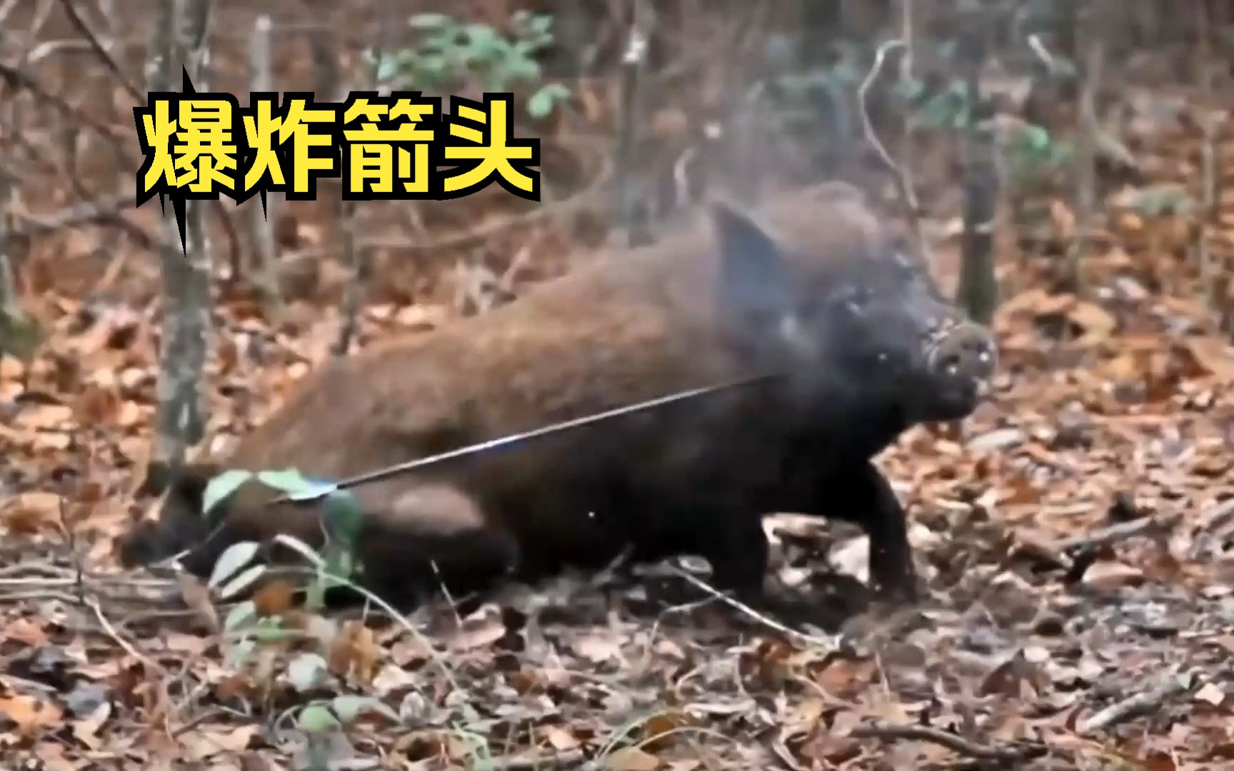 复合弓搭载会爆炸的箭头狩猎野猪