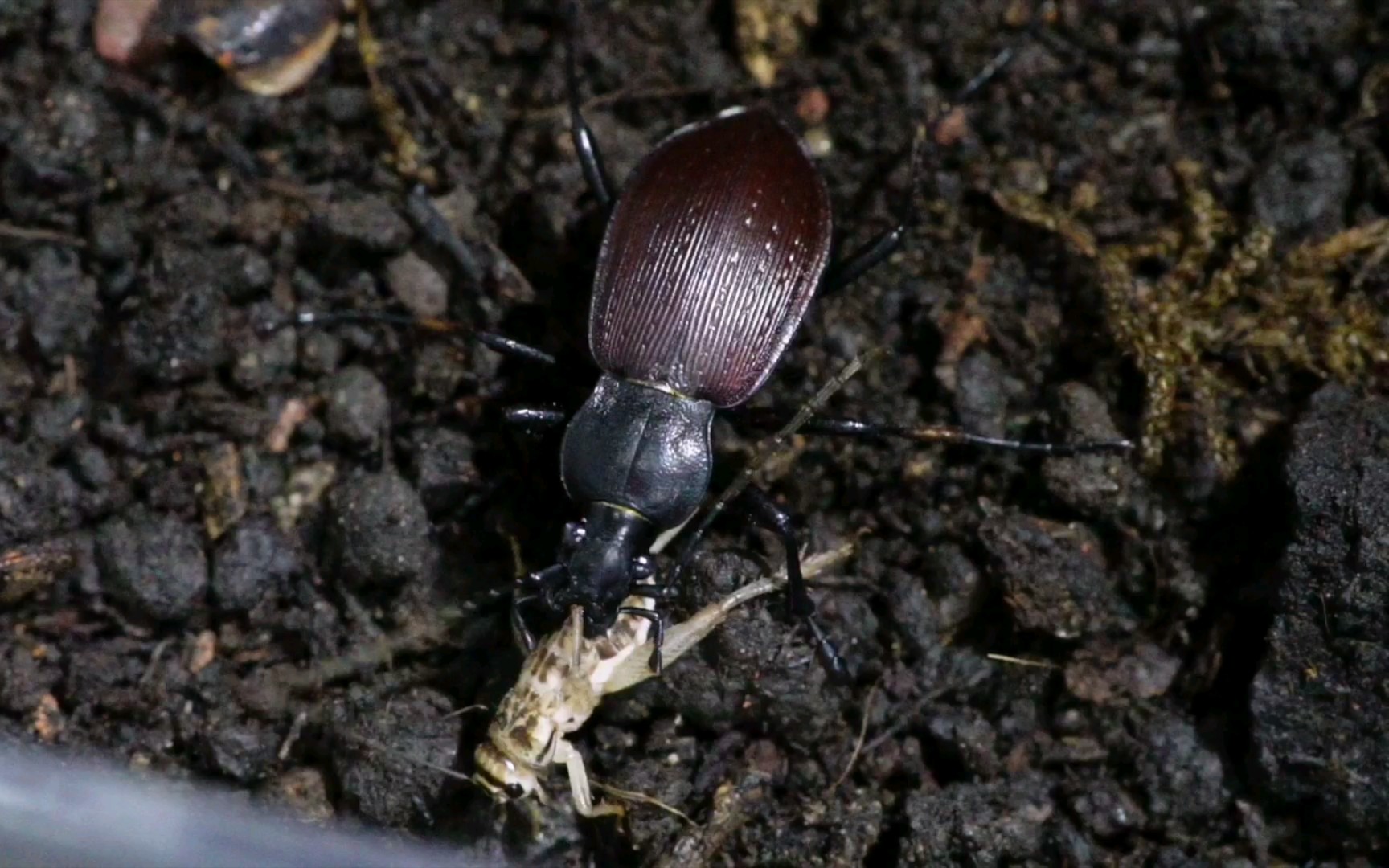 天目山高海拔大步甲活吞蟋蟀